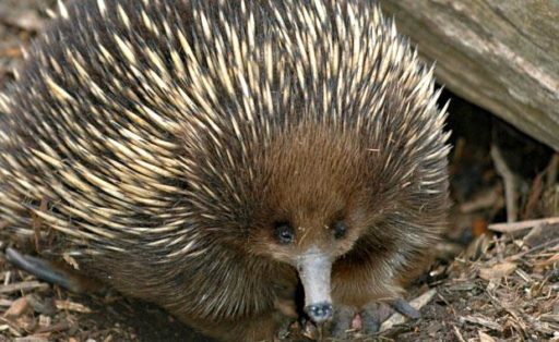 echidna, Great Victorian Rail Trail