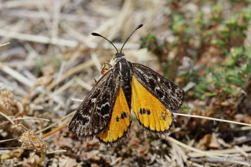 butterfly, Great Victorian Rail Trail