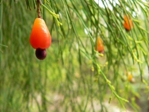 fruit, Great Victorian Rail Trail