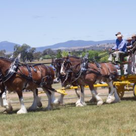 Mansfield Agricultural Show